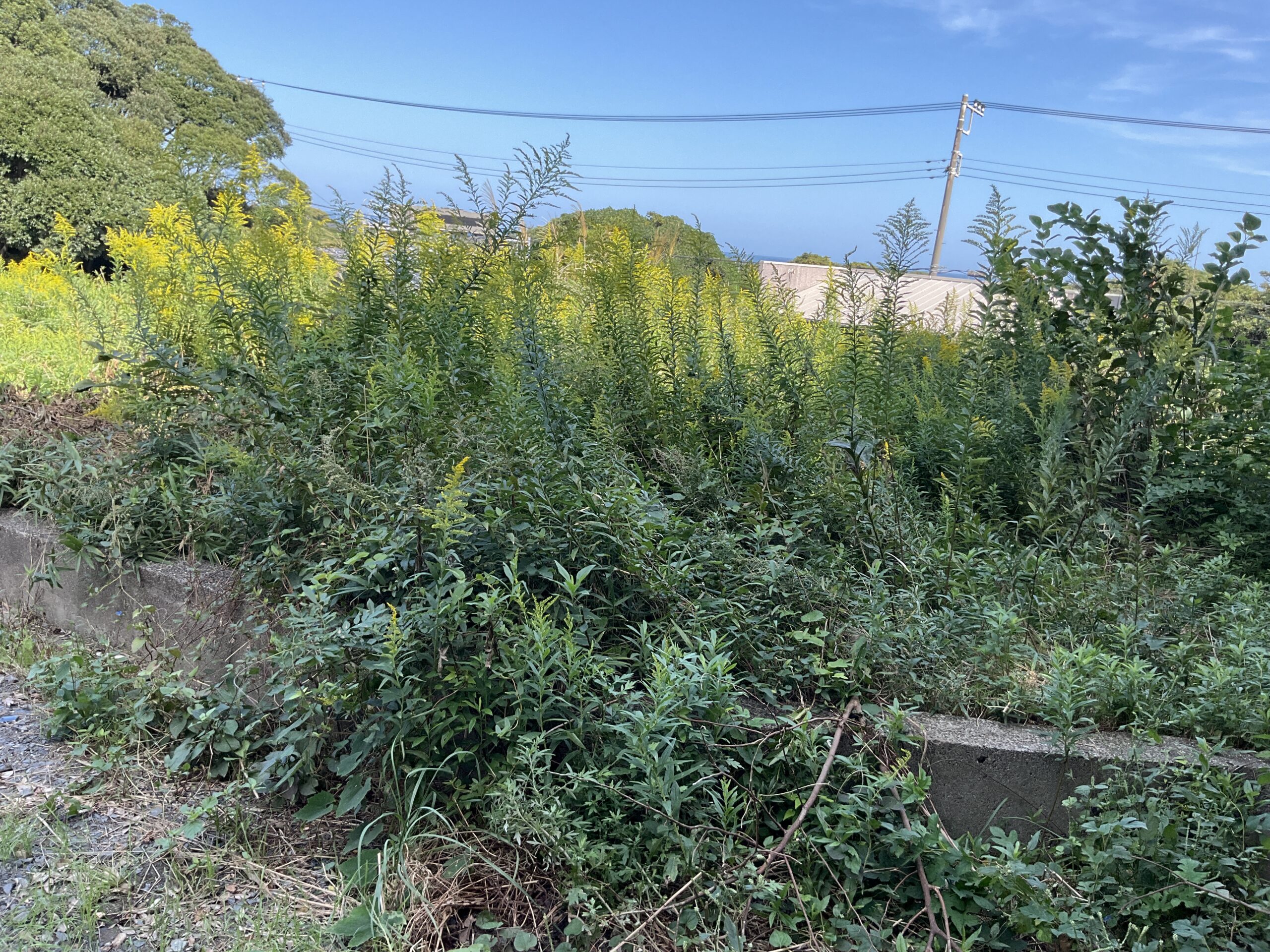 草刈施工前の様子